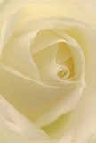 This close-up draws you right into the centre of a delicate cream-white rose, its petals unfurling in a gentle spiral that seems to echo the calm rhythm of life near Clapham South. The soft folds glisten as though touched by early morning dew, each layer so invitingly light that you can almost feel the coolness against your skin. Gentle shadows and subtle highlights play between the ivory curves, adding a sense of depth and subtle drama, much like the interplay of shade and sun in Battersea Rise's peaceful corners. The whole scene radiates peacefulness and quiet dignity-a sense of purity that lends itself beautifully to moments of reflection, whether offering sympathy, expressing deep admiration, or marking a thoughtful new beginning. There is an understated hint of fragrance lingering in the air, clean and barely sweet, evoking comfort and reassurance. This rose, chosen with care by your local Clapham florist, carries an aura of artistry and reverence, its arrangement both natural and intentional, reflecting the steady hands and heartfelt attention that flower deliveries from SW4 are known for. More than just a bloom, it feels like a shared moment of grace-a silent companion to whatever heartfelt message you wish to send into the world.